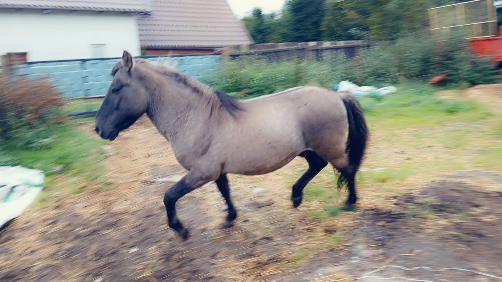 Konik polski ogier dopłatowy