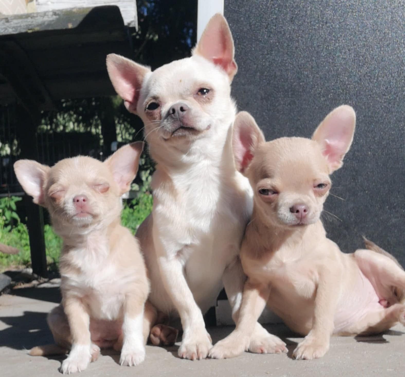 chihuahua suczka piekna jasna