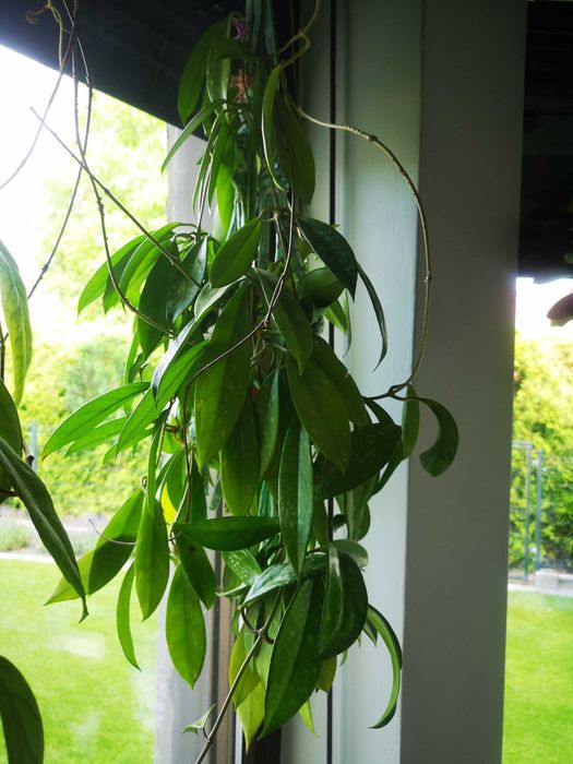 Mega piękna hoya  pubicalyx splash pink