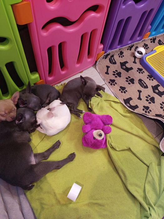 Чіхуахуа хлопчики дівчатка і франя