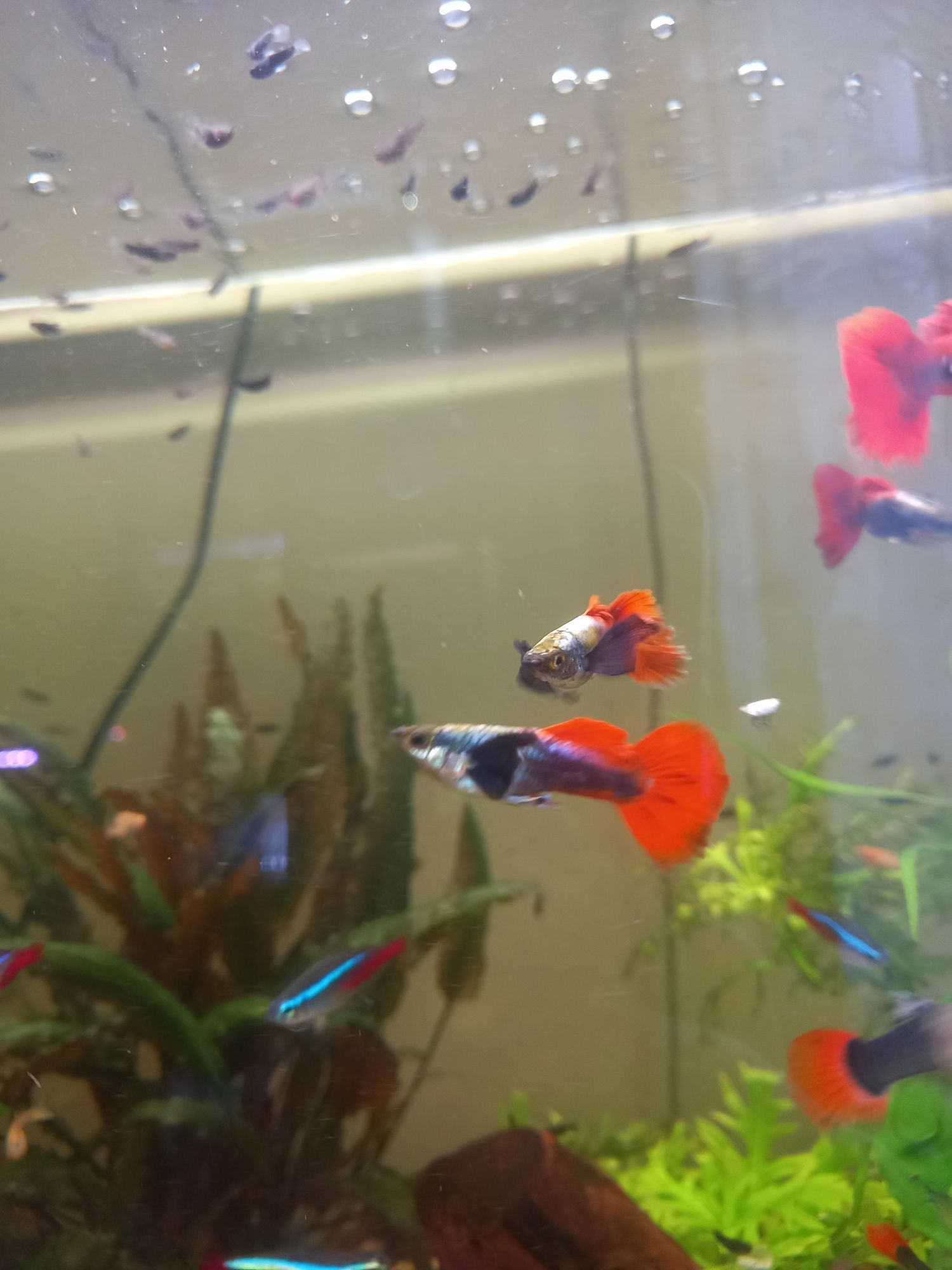 Gupik red dragon dumbo