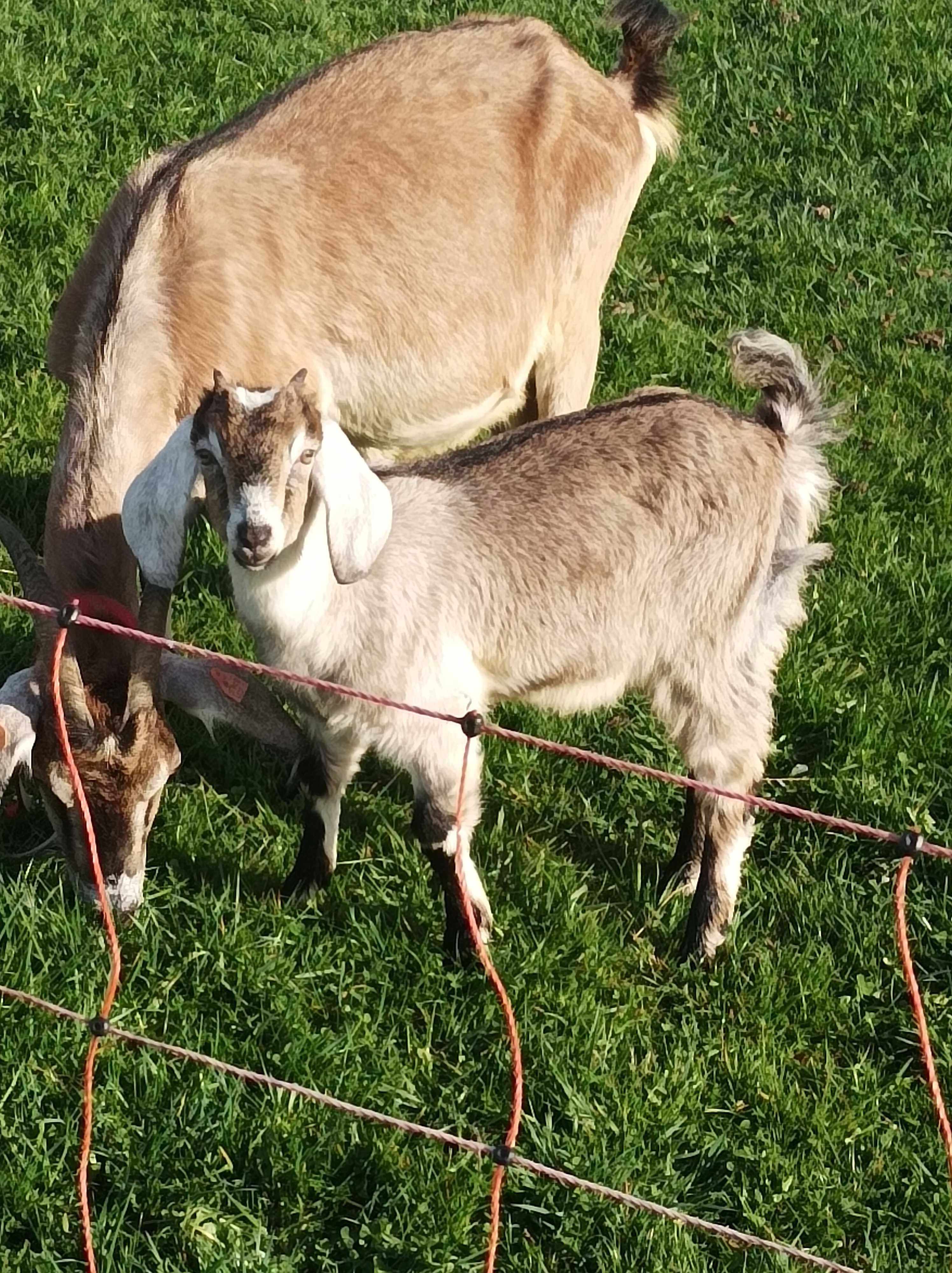 Kózka, Anglonubijska, piękna