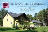 Hotel dla Psów. Labrador,Owczarek,Husky,Golden,kundel, noclegi, Wczasy