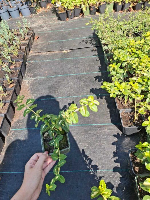 Бруслина (бересклет) Sunspot, Emerald gaiety. Плющ звичайний, Івалейс