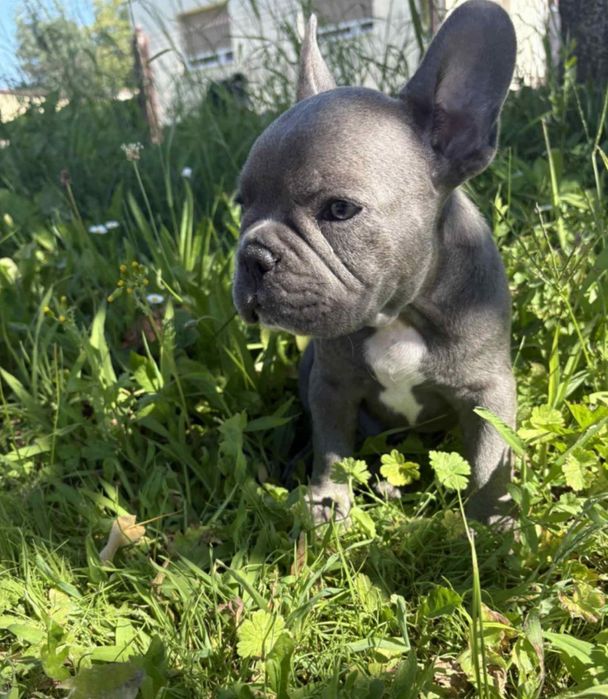 Piesek buldog francuski