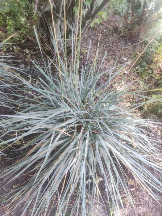 Обмен цветов,хмель