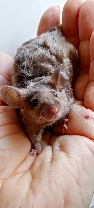 Myszy japońskie myszki rasowe samica,samiec mysz myszka