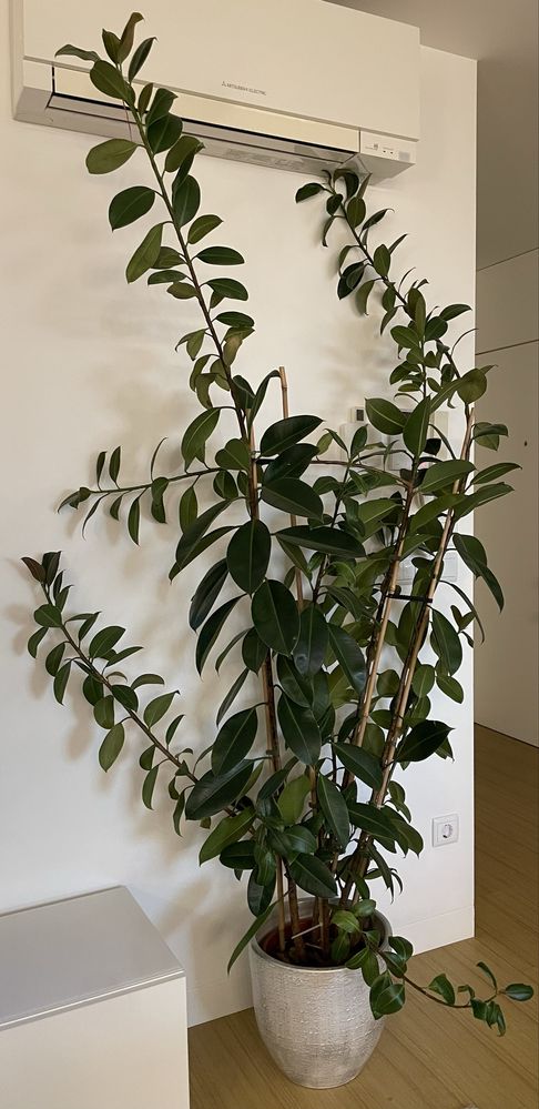 Planta interiror + vaso - Ficus Elastica