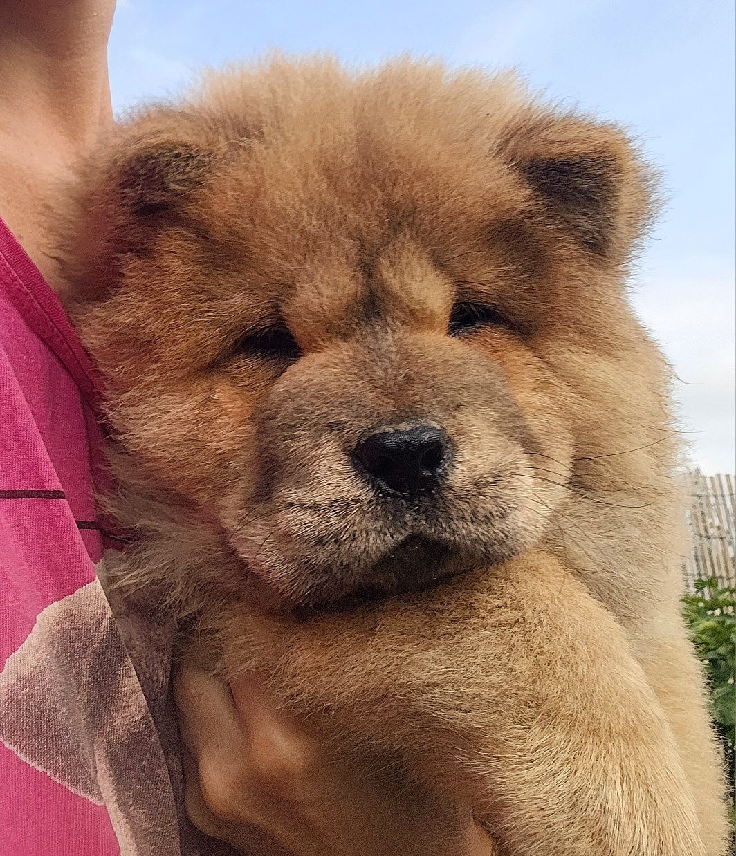 Szczeniak chow chow samiec ZKWP FCI