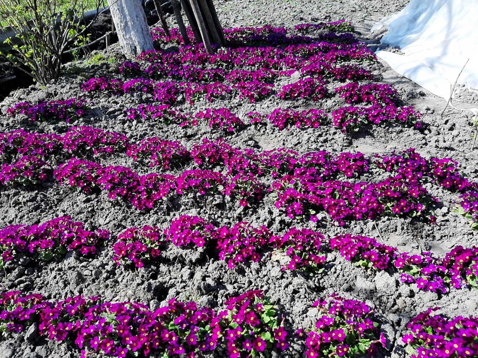 Примули садові багаторічні