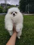 Spitz macho anão