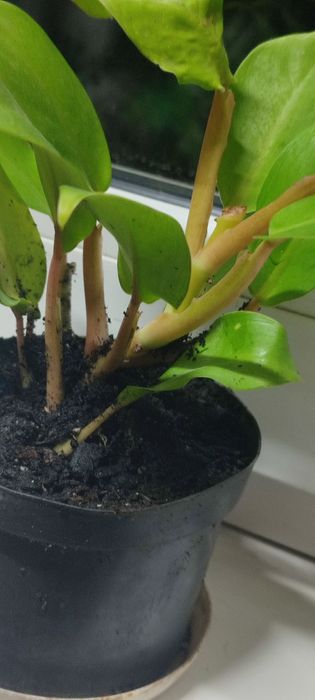 Филодендрон лимонный, комнатный цветок, комнатное растение