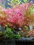 Rotala honk kong- koszyczek.
