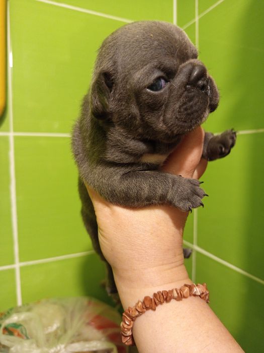 Дівчатка французькі булочки