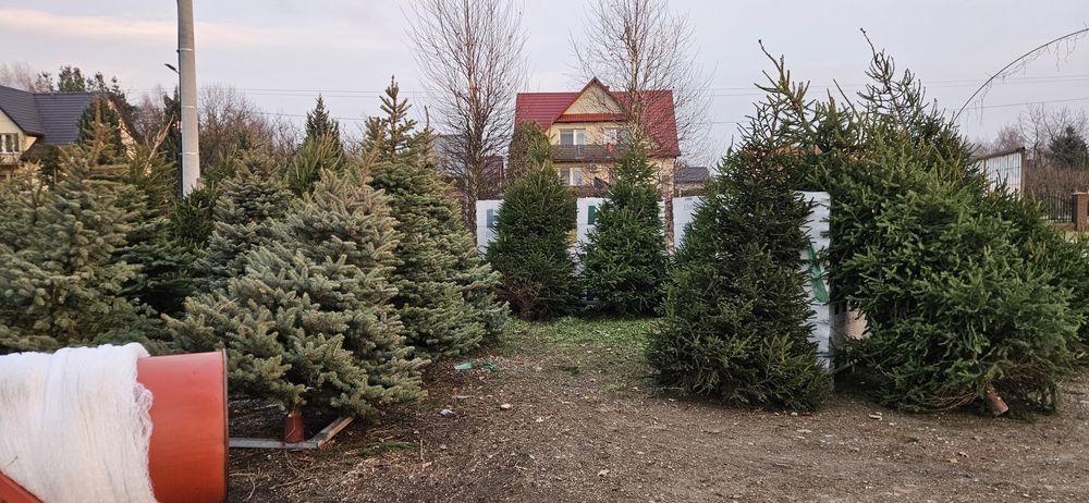 Choinki pachnące jak las - Brzóza