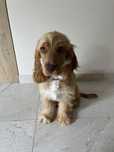 Pogodna suczka Cocker Spaniel