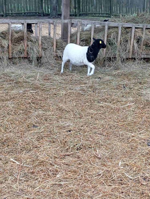 Молодий баранчик Дорпер 3-4 місяці