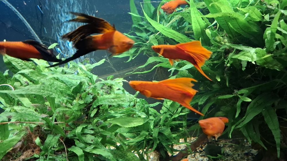 Kilka sztuk mieczyk samiec