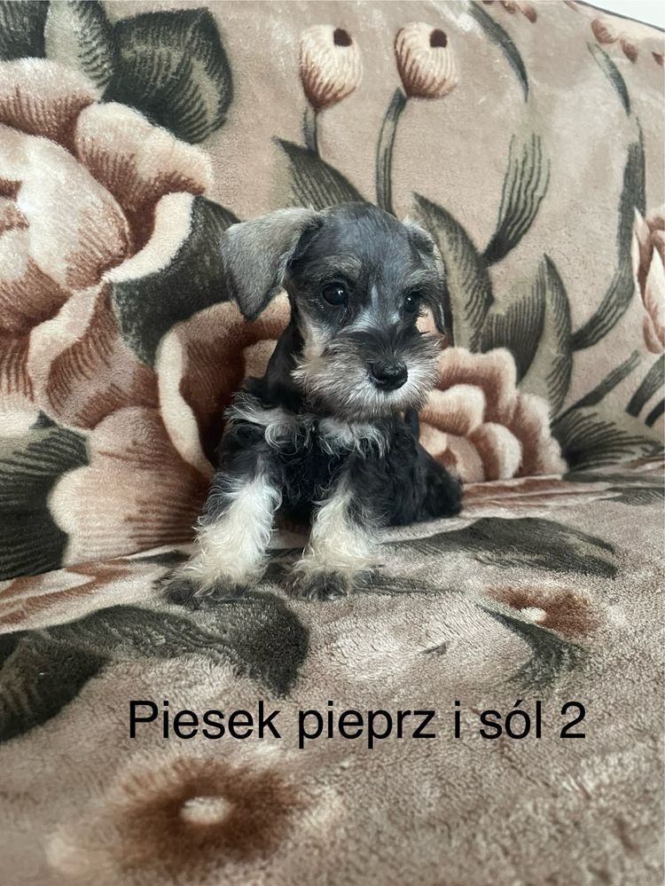 Sznaucer Miniaturowy