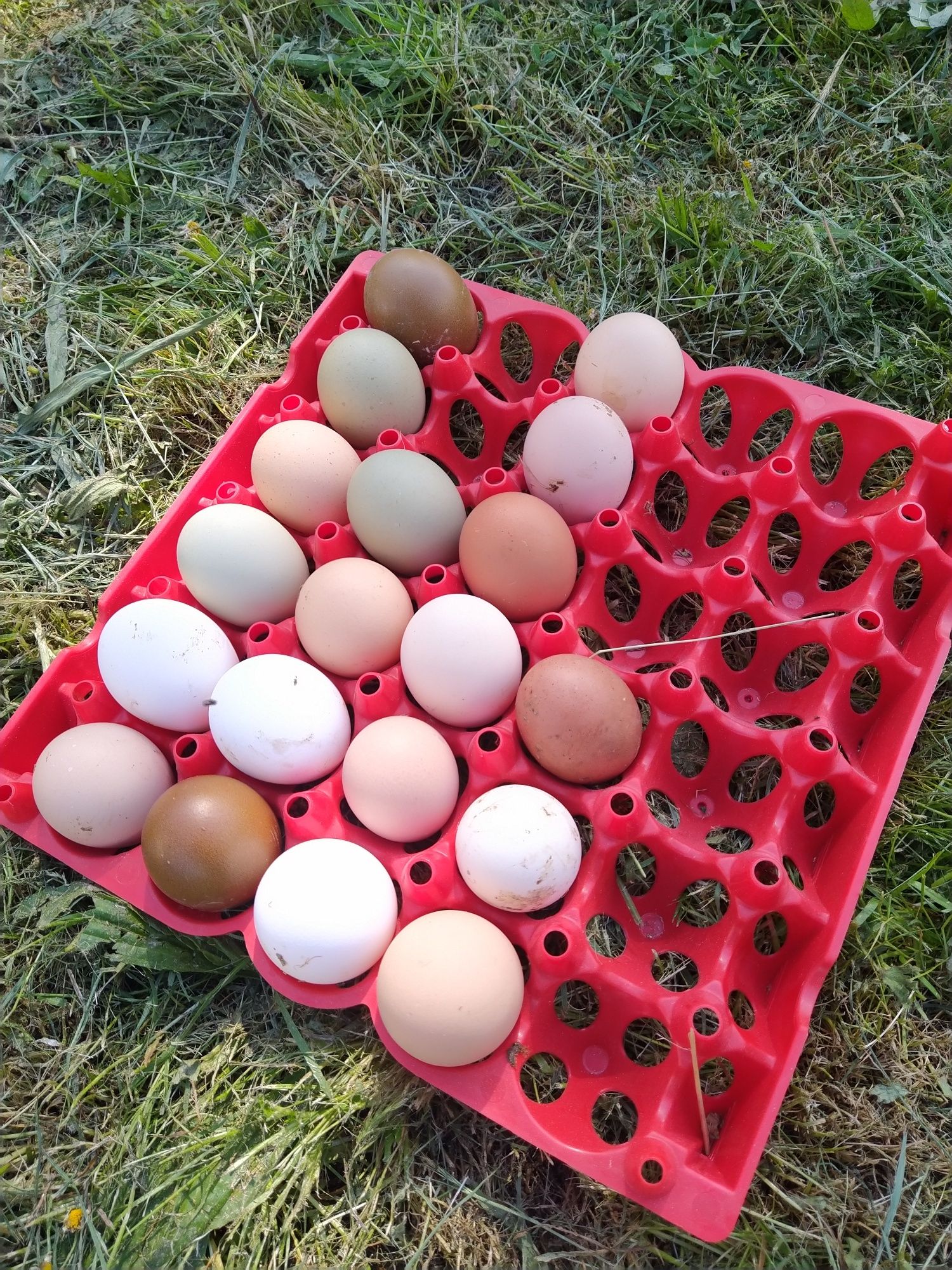 Ovos caseiros de galinhas, codornizes e pata