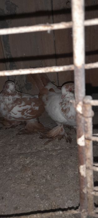 Żałobniki gołebie