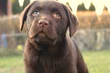 Piękna suczka - Labrador Retriever