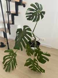 Roslina doniczkowa monstera