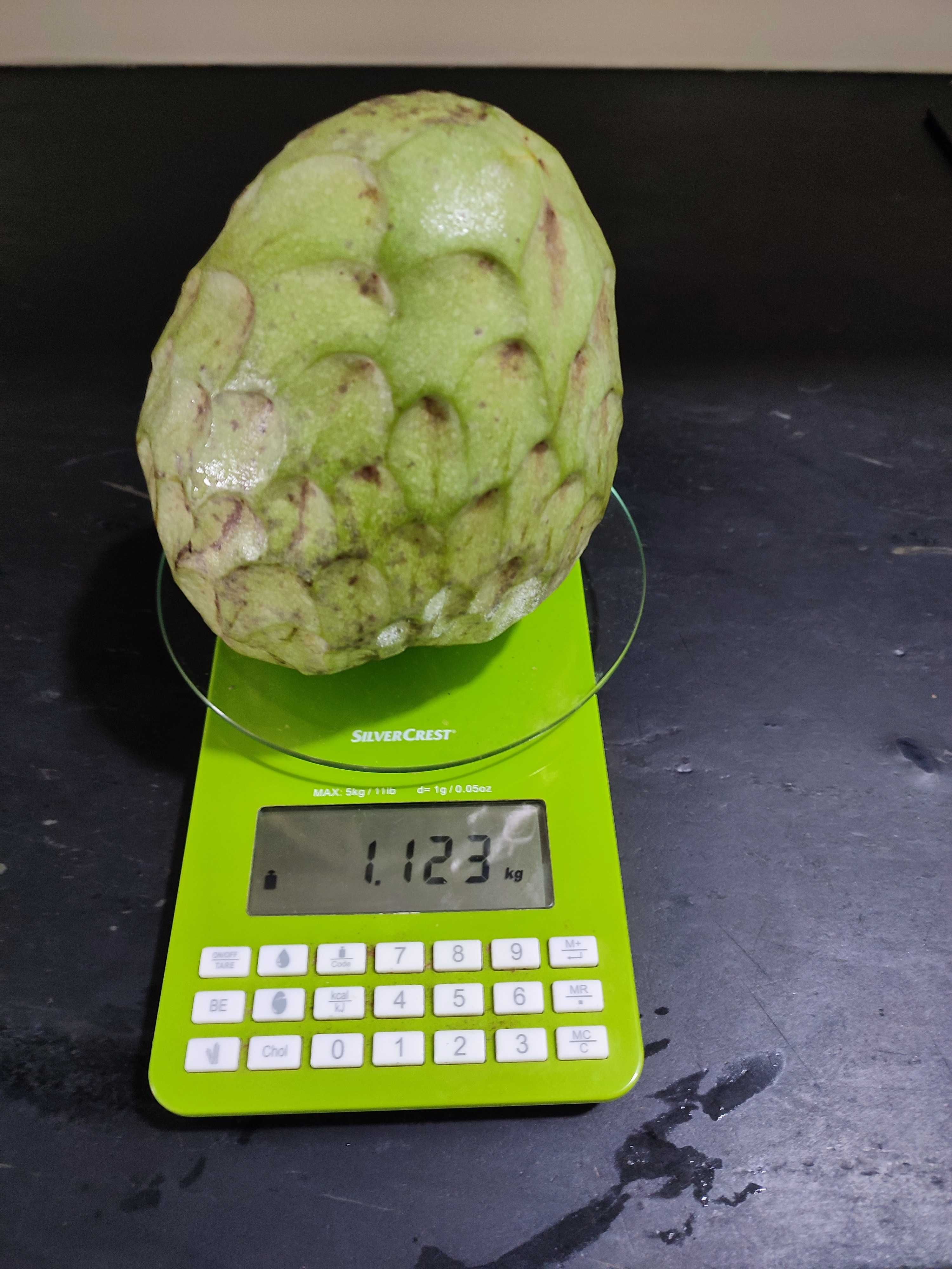 Abacateiros  Enxertados