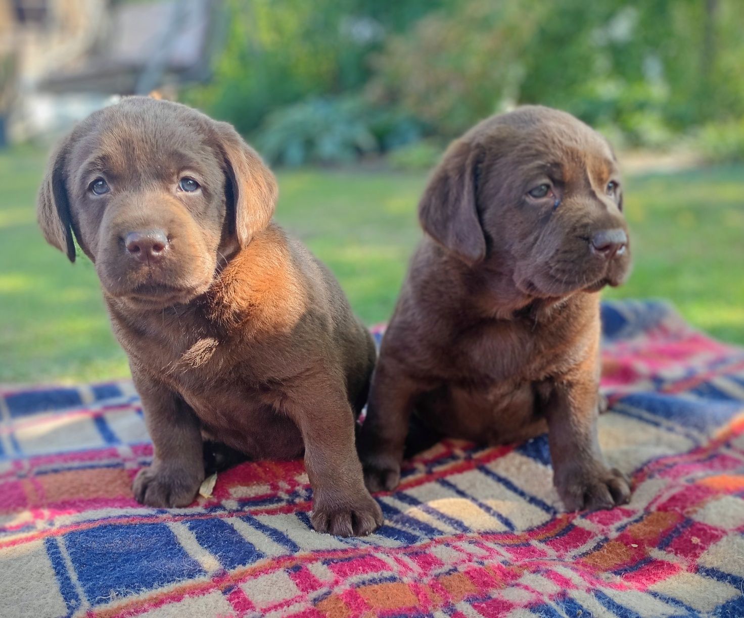 Labrador Retriever szczeniak