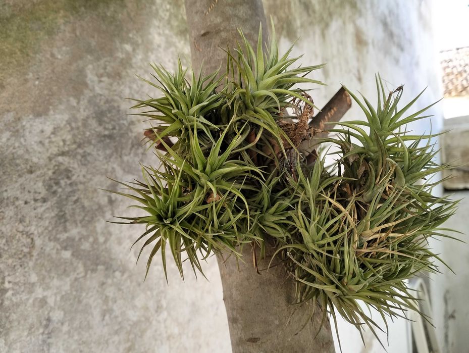 Planta Tillandsia