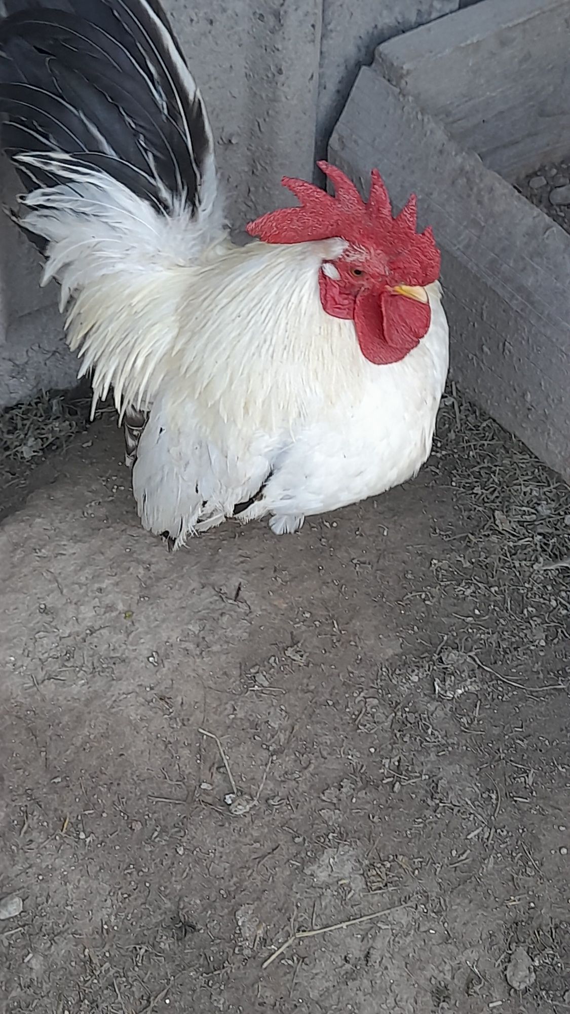 Kogut szabo (chabo)