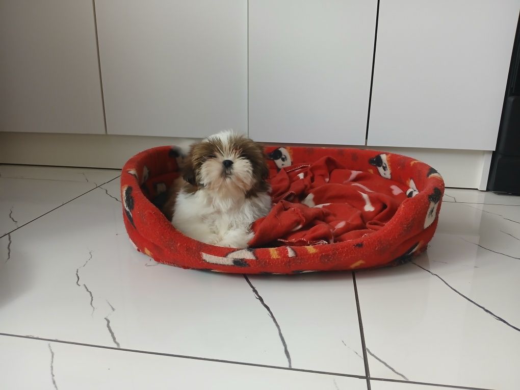 Shih-tzu z Rodowodem