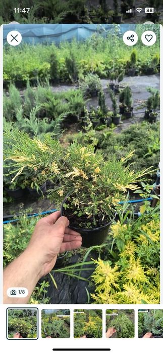 Туї смарагд, Ауреа Нана,колумна,шаровидні , ялівці горизонтальні,