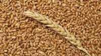 Пшеница цельная с доставкой на дом