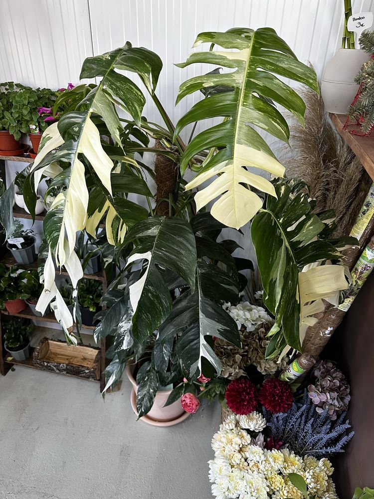 Epipremnum pinnatum alba variegata