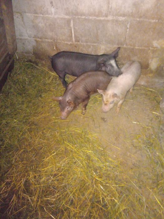 Продам  попосят.