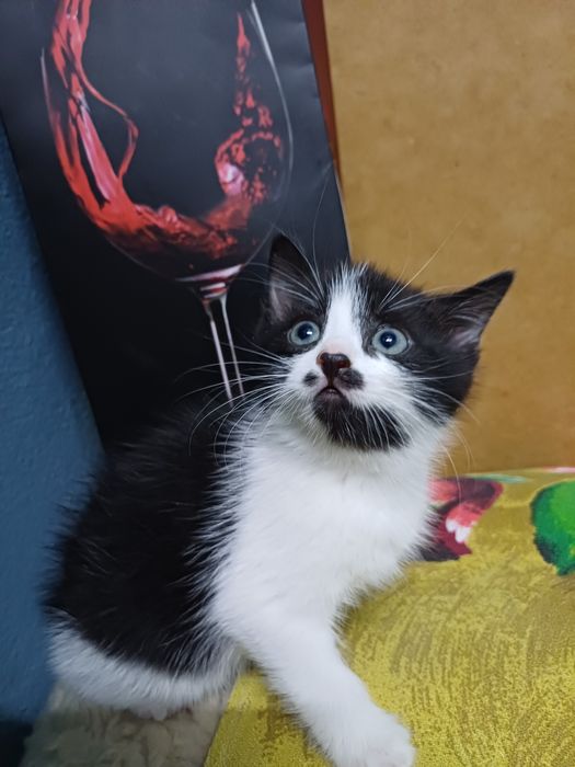 Врятовані кошенята шукають родину