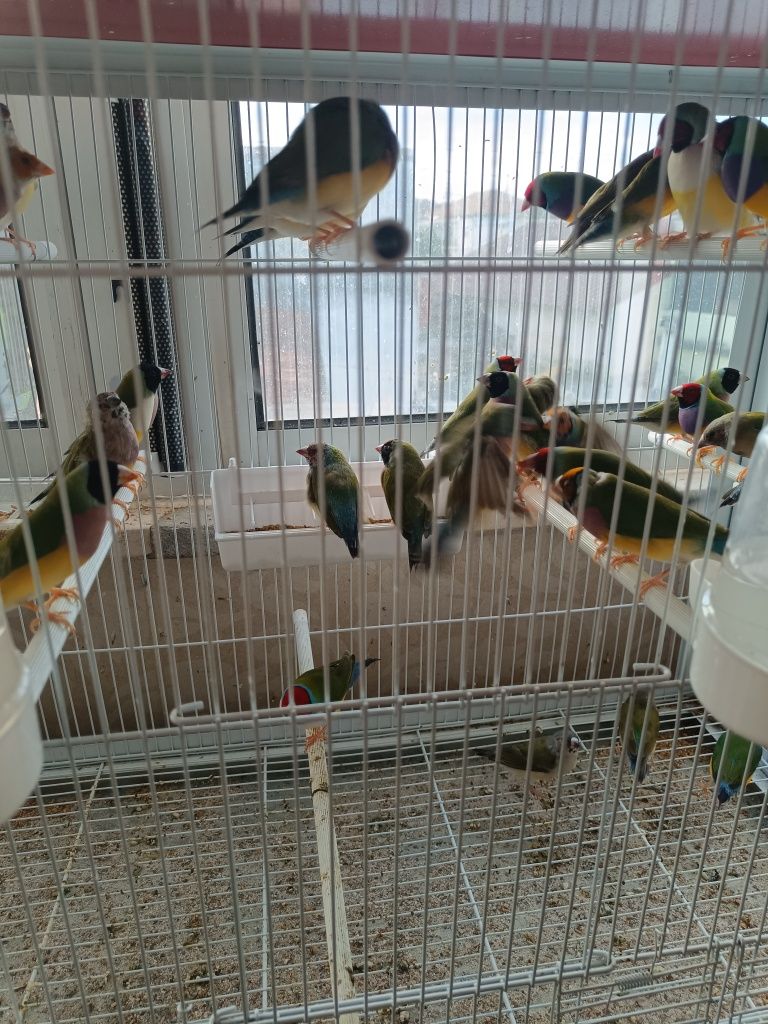 Diamantes de Gould