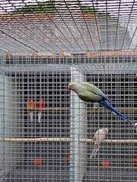 Ringnecks malhados, CC e opalina