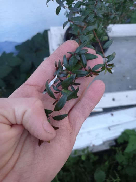 Мірти вазони дрмашні