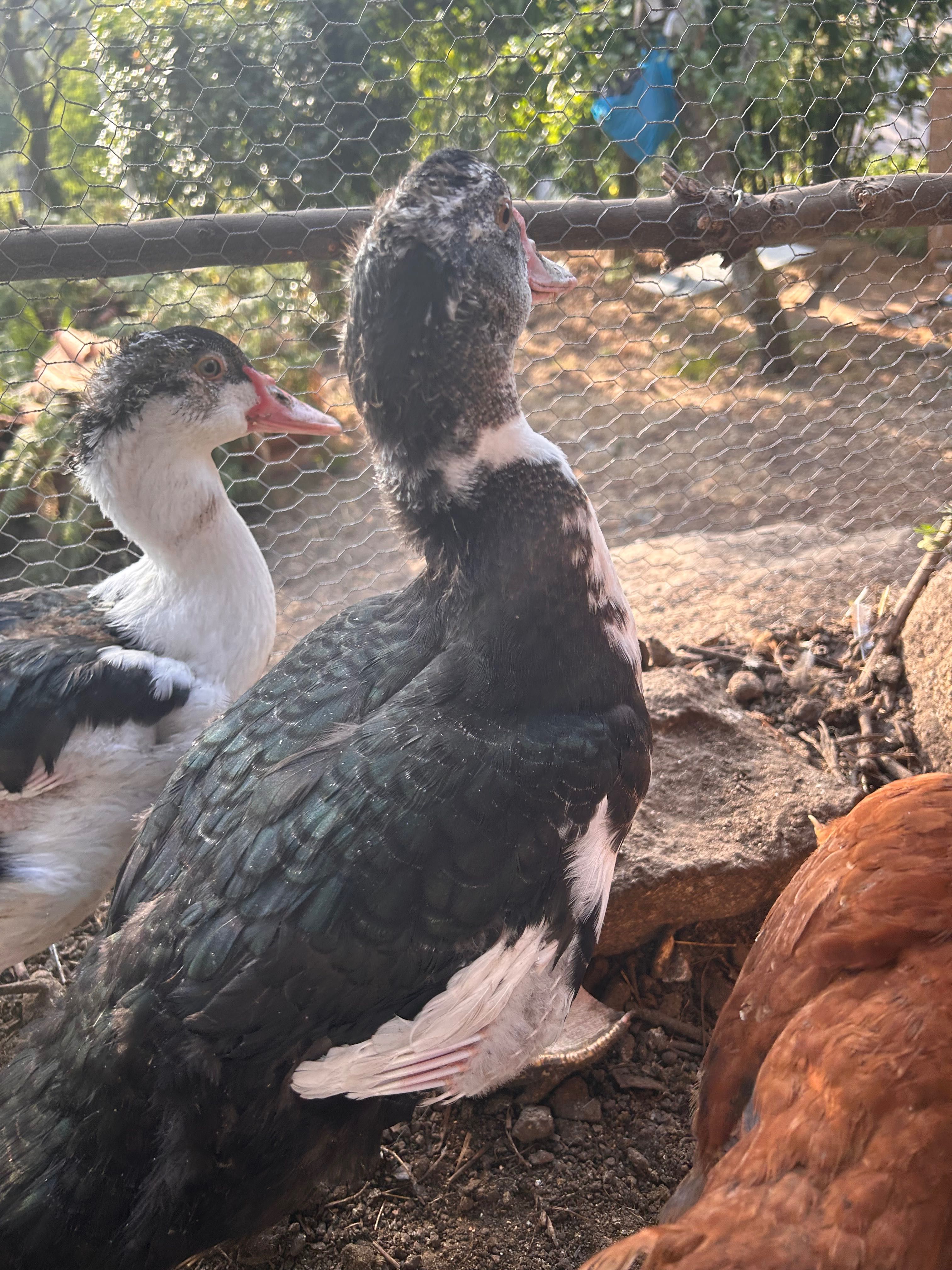 Dois patos ou patas não sei