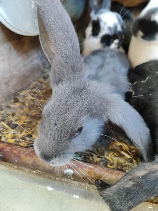 Sprzedam króliki, francuski baran i srokacz, mieszaniec. Eko hodowla