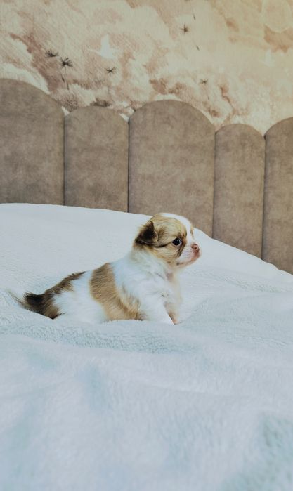 Piękny Tadziu szuka nowego domku

 Szczeniak urodzony 3.10.2025
chowan