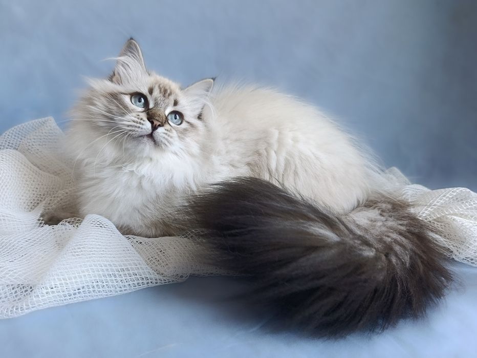 Невська маскарадна красуня з документами