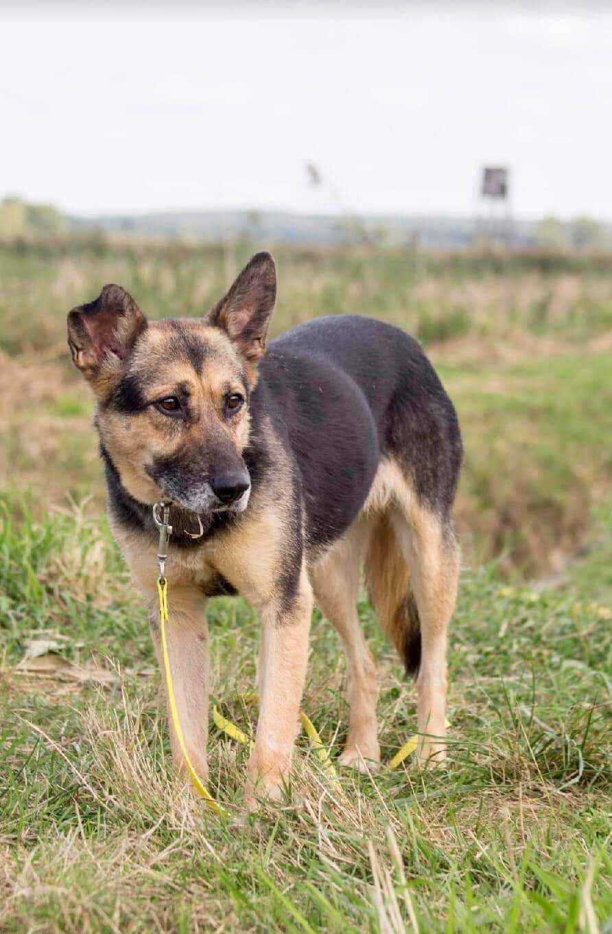 Krysia rozpaczliwie potrzebuje domu!!! ADOPTUJ