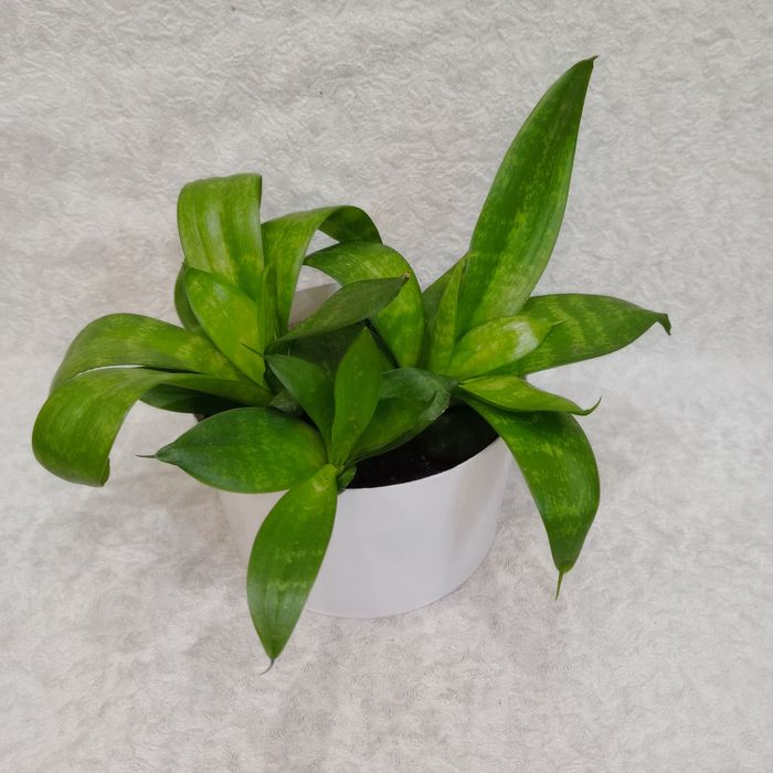 Сансевієрія 'Hahnii Forest Star' - 3 розетки в горщику, компактна

Про