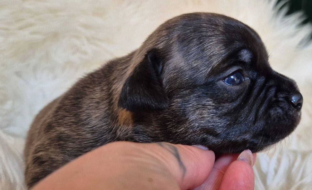 Staffordshire bull terrier, Staffik.