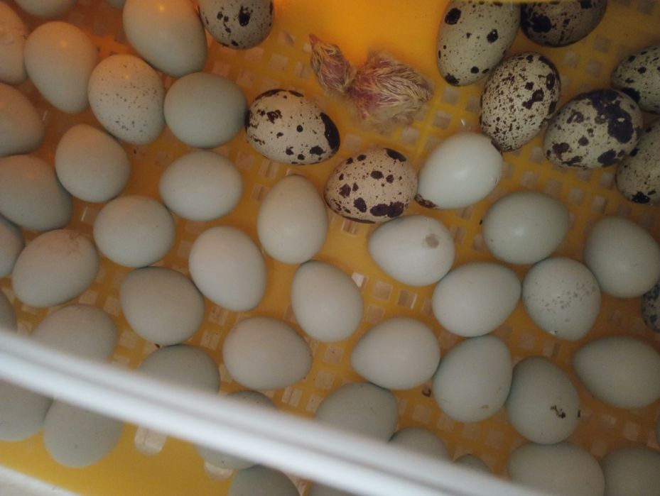 Інкубаційні яйця перепелів породи Техаський,Фенікс та Селадон