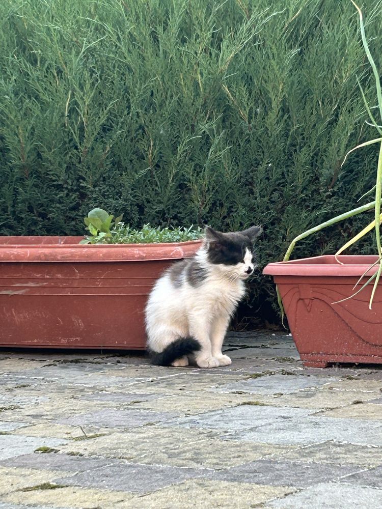 Кошеня в добрі руки