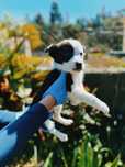 Border collie femea